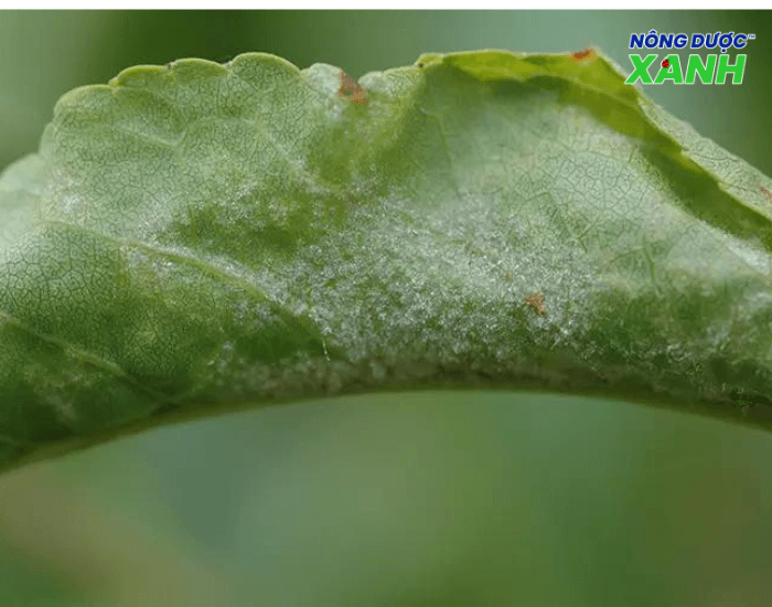 uploads2f20242f082f022f2c4b50206dfd207a53d46f0c380d2e5f86fa97ba2fla-bien-dang-khi-nhiem-benh-phan-trang la-bien-dang-khi-nhiem-benh-phan-trang.png