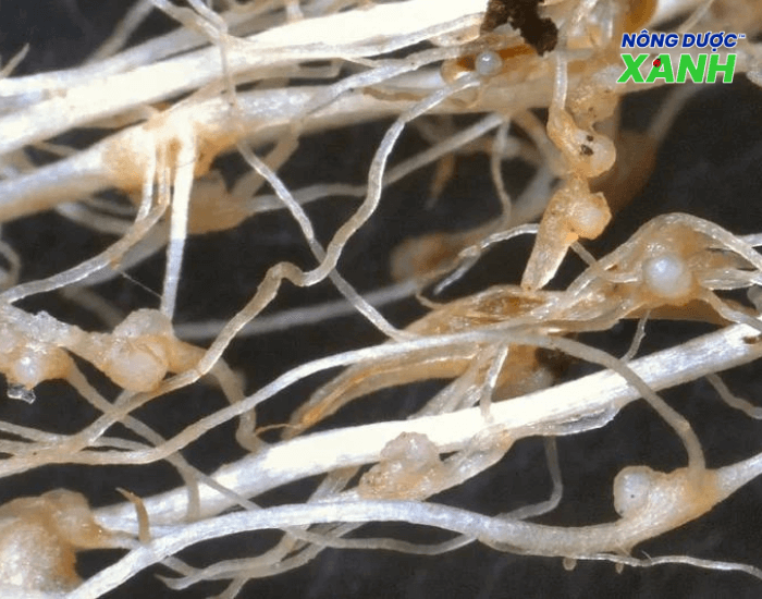 uploads2f20242f082f022f4c60a2707848f45b6f55ab76970675ae0b56cb392ftuyen-trung-hai-re-cay tuyen-trung-hai-re-cay.png