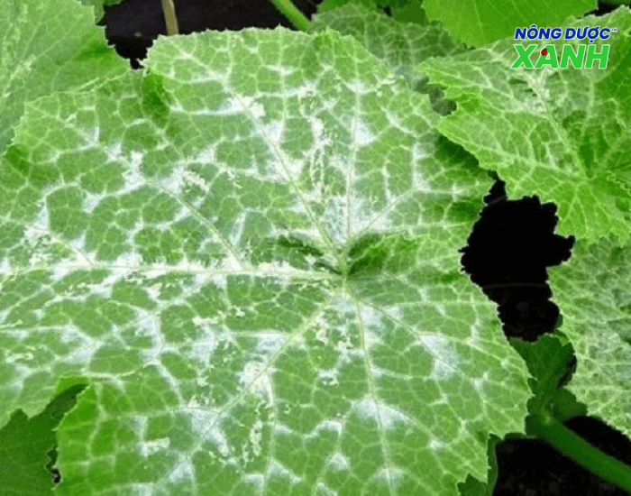 uploads2f20242f082f022f69b567e0eb101863951a3204b403c78da175625d2fbenh-phan-trang benh-phan-trang.png