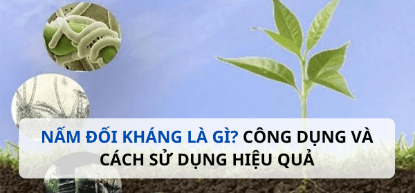 Nấm đối kháng là gì? Công dụng và cách sử dụng hiệu quả