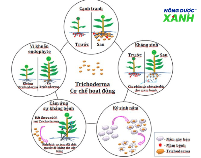 uploads2f20242f082f022fb71306ae4a72224877678c6d1091a6e4799e83ef2fco-che-hoat-dong-cua-nam-doi-khang co-che-hoat-dong-cua-nam-doi-khang.png