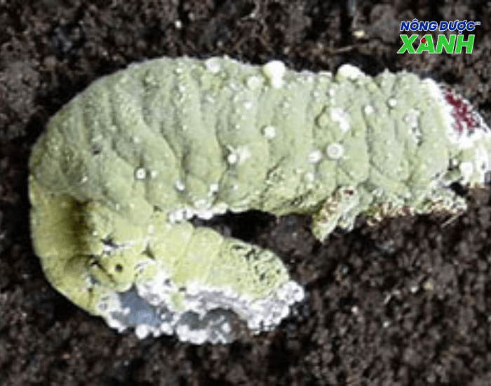 uploads2f20242f082f022fe173c7a471535fb6102be736e90296f353f9556f2fnam-xanh-diet-sau-dat nam-xanh-diet-sau-dat.png