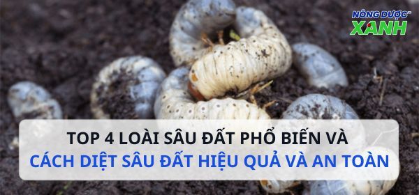 Top 4 loài sâu đất phổ biến và cách diệt sâu đất hiệu quả