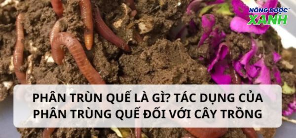 Phân trùn quế là gì? Tác dụng phân trùn quế cho cây trồng
