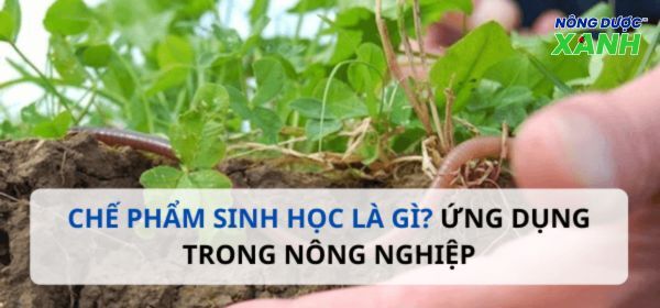 Chế phẩm sinh học là gì? Ứng dụng trong sản xuất nông nghiệp