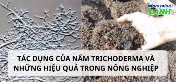 Tác dụng của nấm Trichoderma và những hiệu quả trong nông nghiệp