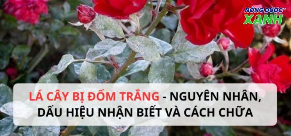 Lá cây bị đốm trắng: Nguyên nhân, dấu hiệu và cách chữa